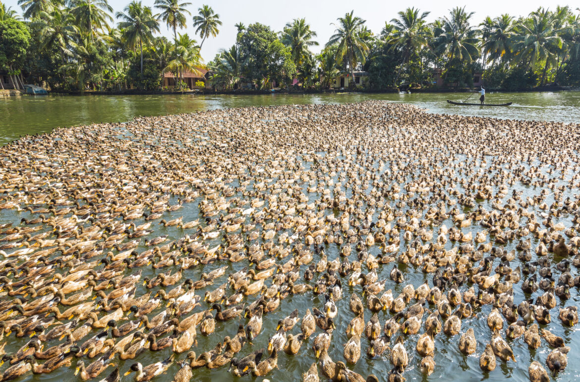 flock-of-ducks