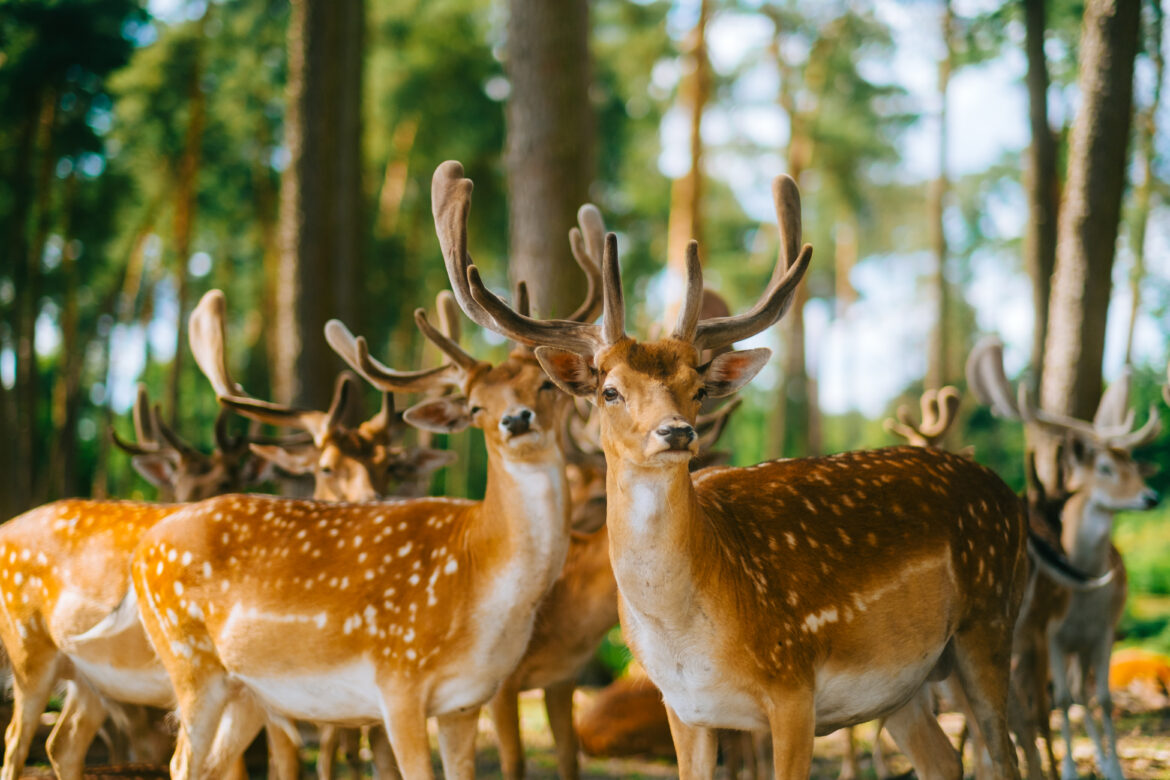 Red deer fallow deer majestically powerful animal in the forest. Animals in the natural forest. The wild nature landscape. Deer garden. deer_img