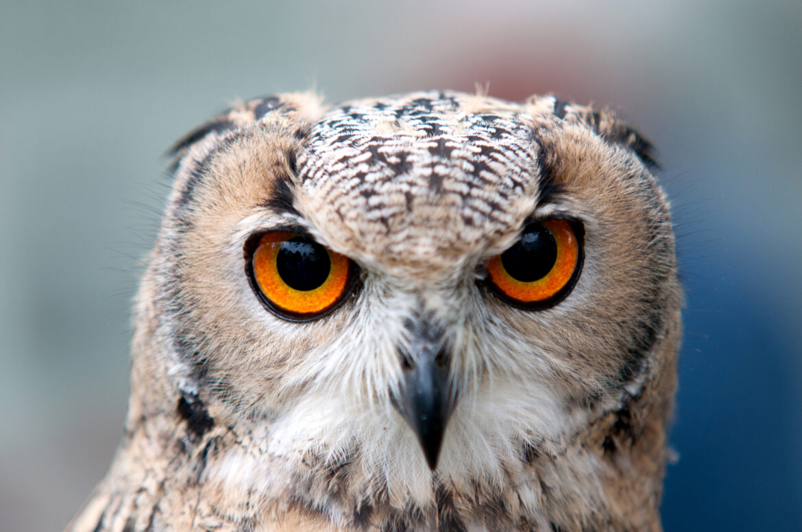 OWL_IMG