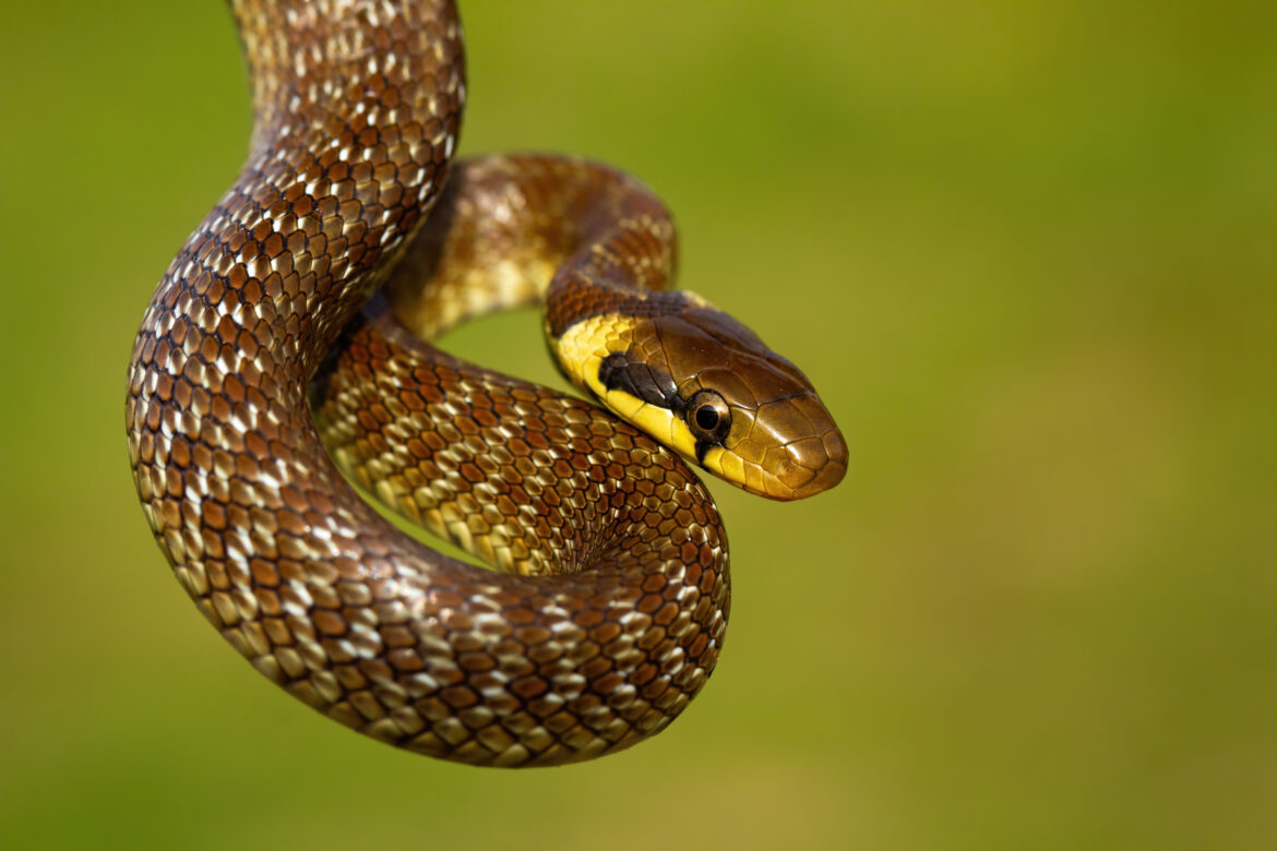 Snake_Img