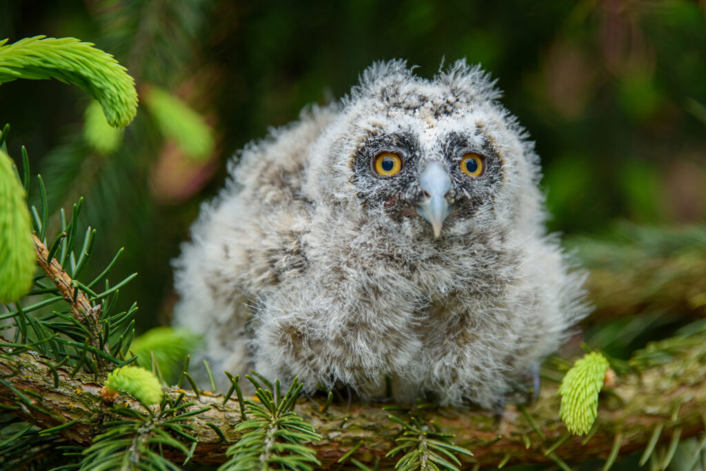 Baby Long-eared owl 