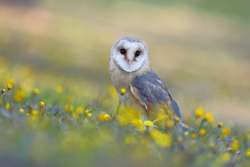 Barn owl,