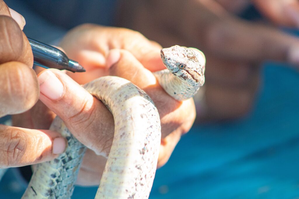 White Antiguan racer snake in human hands getting marked