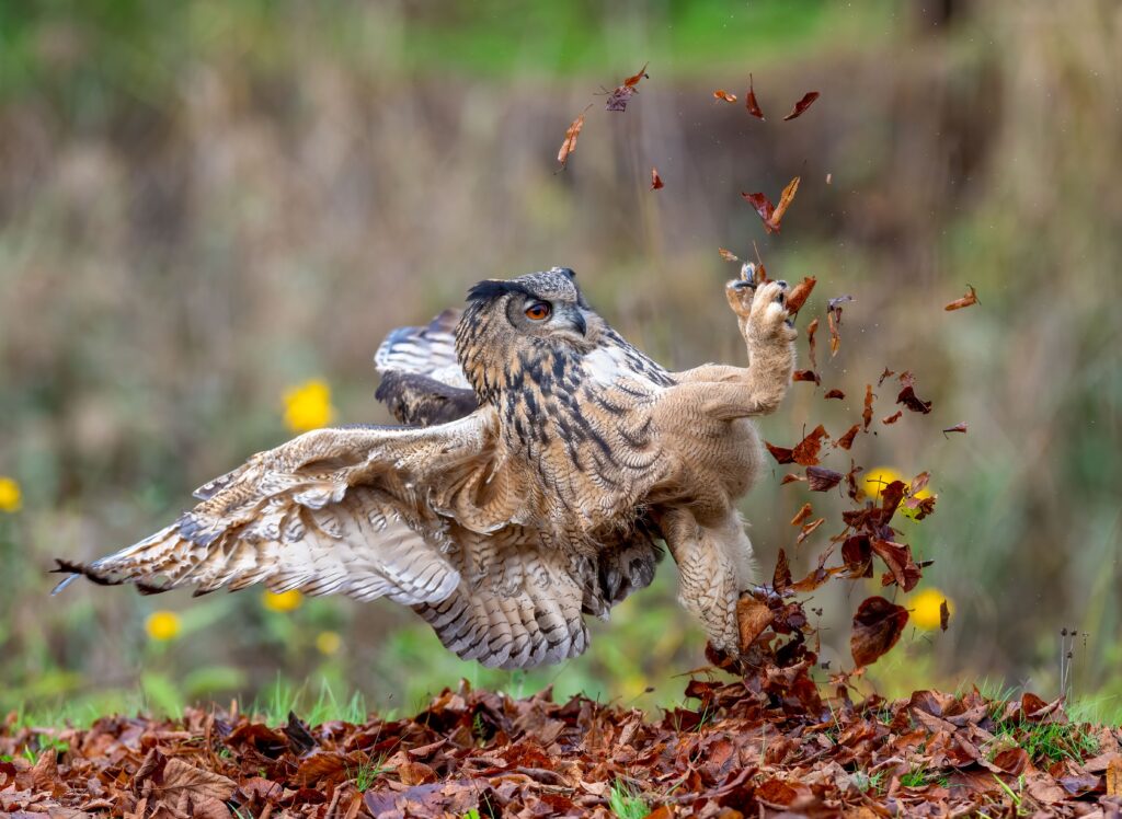 A European oehoe slips on autumn foliage