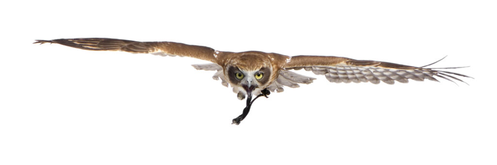 New Zealand owl (3 years of age)