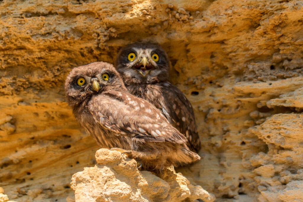 Two Little owls