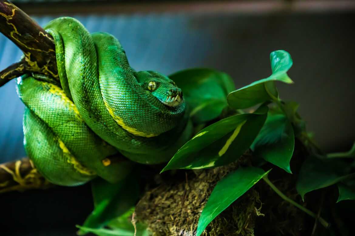 snake on a branch. Exotic Reptile Snake_bannar