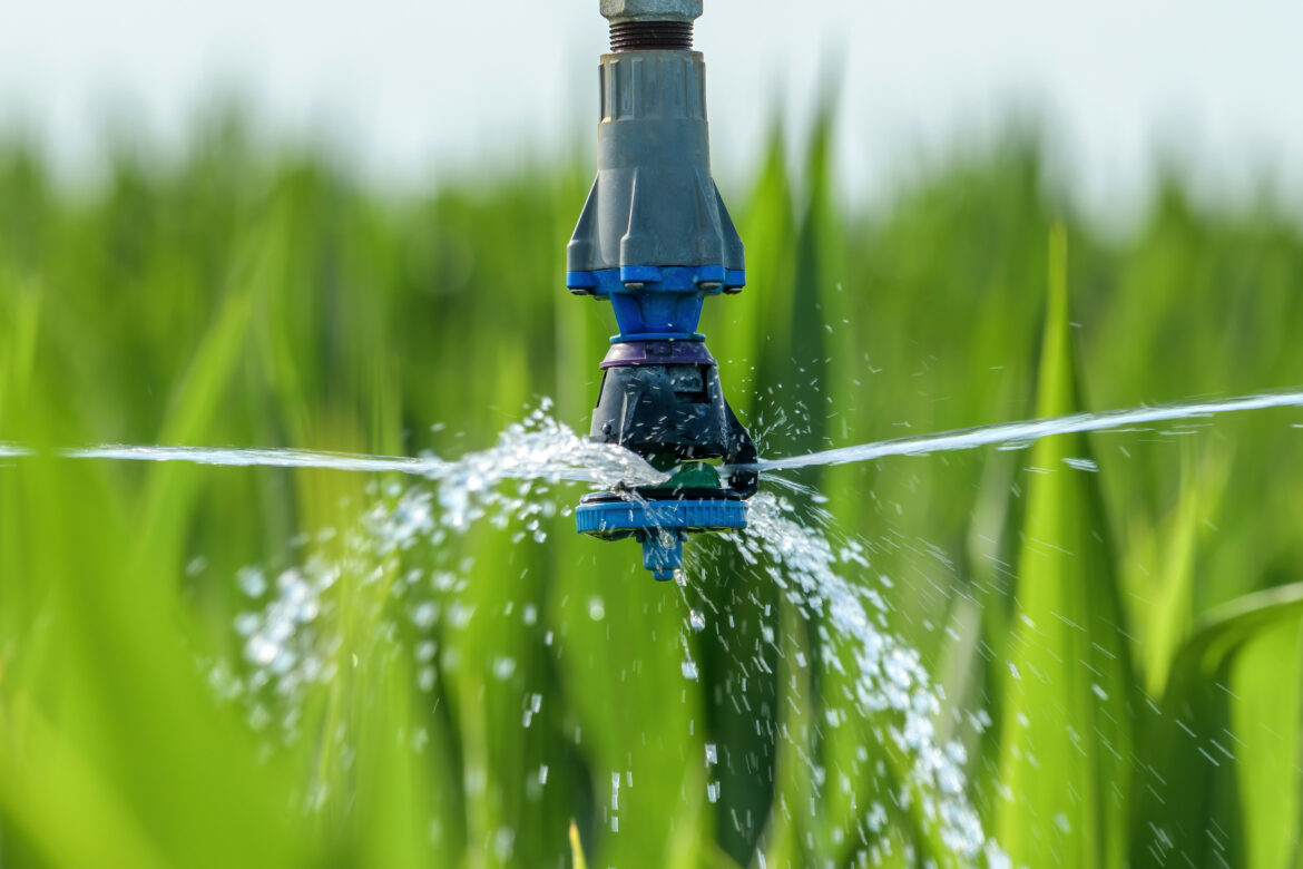 Sorghum crops plantation irrigation Smart Irrigation