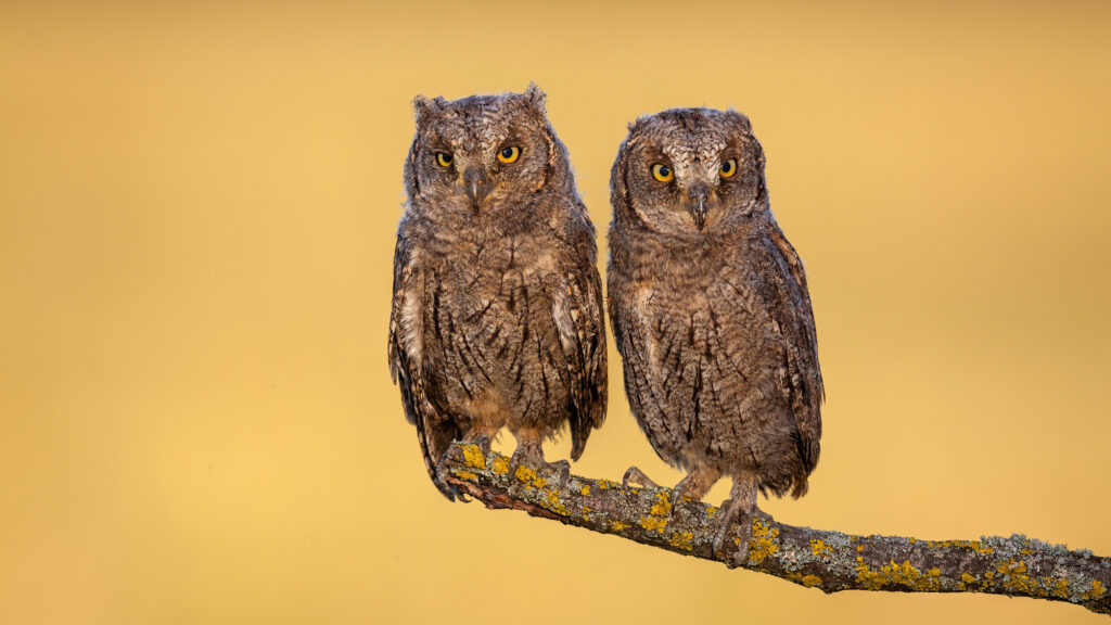 Two Eurasian scops owl