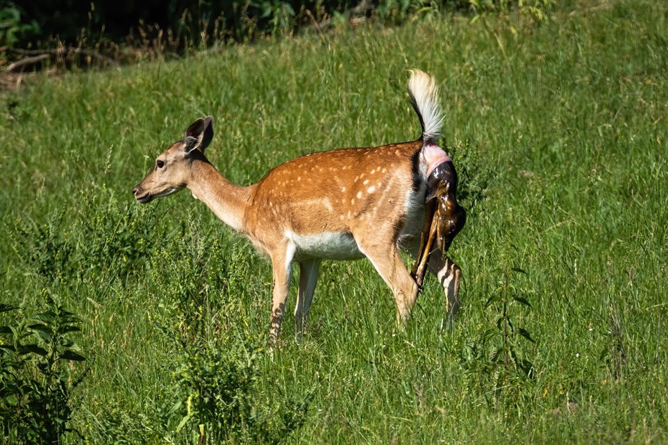 The female deer giving birth