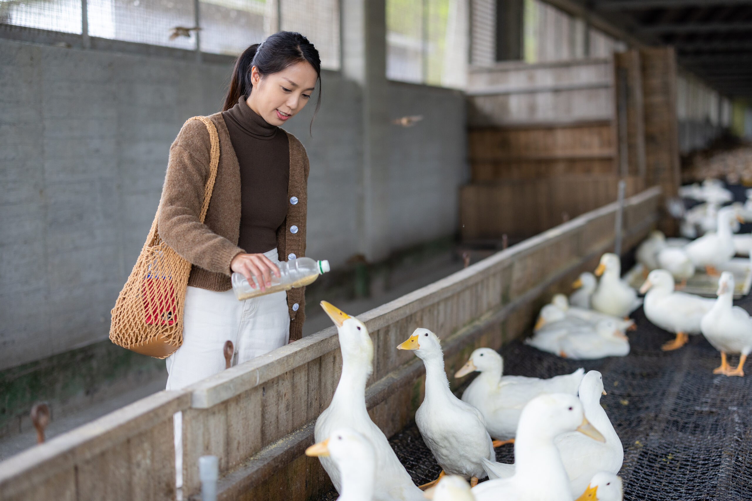 feeding_duck_image