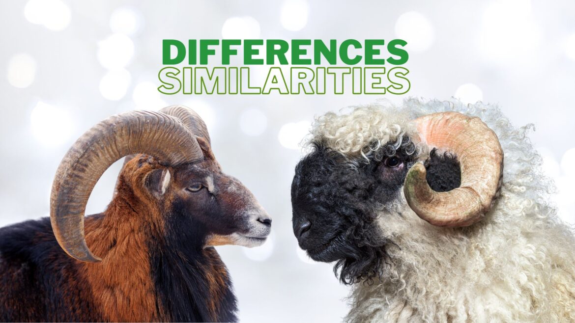 Differences and Similarities Between Goats and Sheep Differences and Similarities Between Goats and Sheep