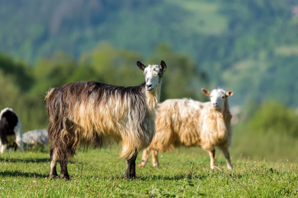 goat-on-the-green-summer